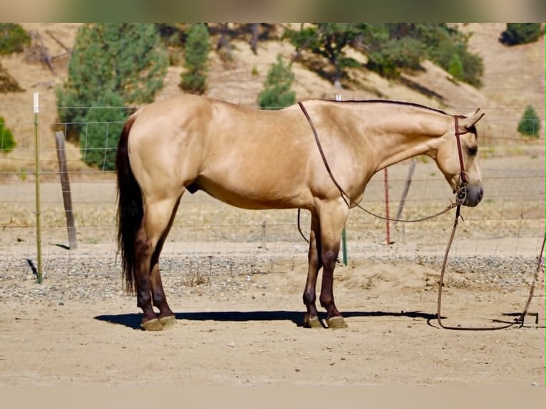 American Quarter Horse Wałach 10 lat 150 cm Jelenia in Tres Pinos