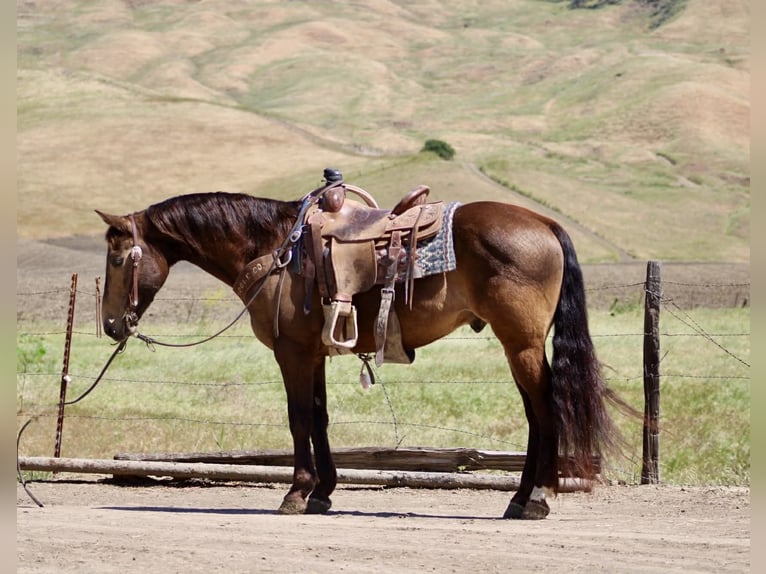 American Quarter Horse Wałach 10 lat 150 cm Jelenia in Tres Pinos