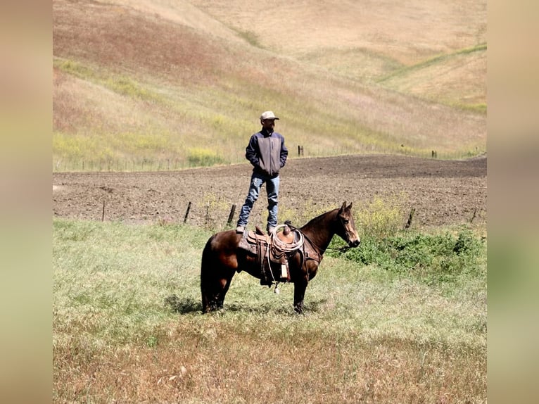 American Quarter Horse Wałach 10 lat 150 cm Jelenia in Tres Pinos