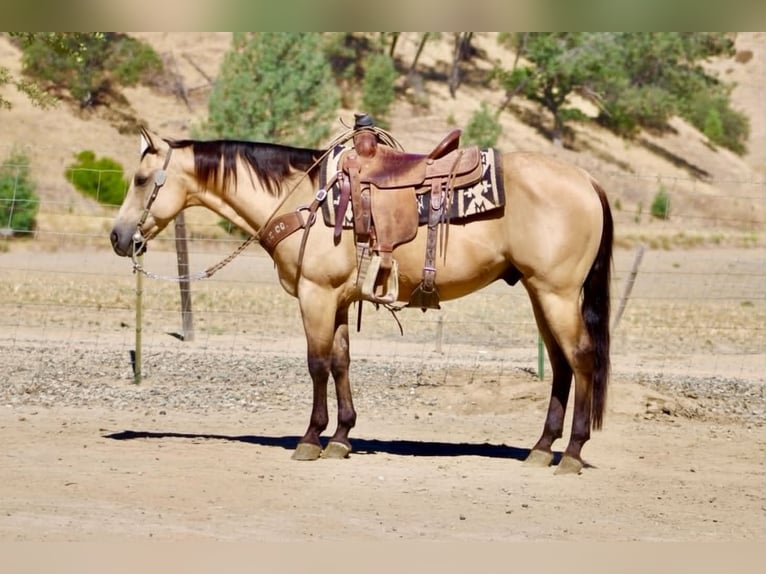 American Quarter Horse Wałach 10 lat 150 cm Jelenia in Tres Pinos