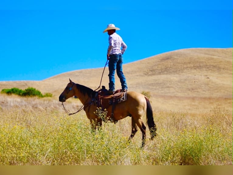 American Quarter Horse Wałach 10 lat 150 cm Jelenia in Tres Pinos