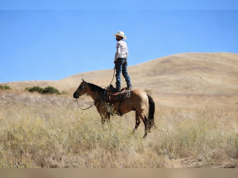American Quarter Horse Wałach 10 lat 150 cm Jelenia in Tres Pinos