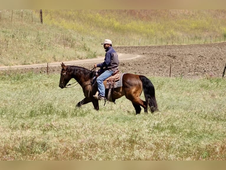 American Quarter Horse Wałach 10 lat 150 cm Jelenia in Tres Pinos