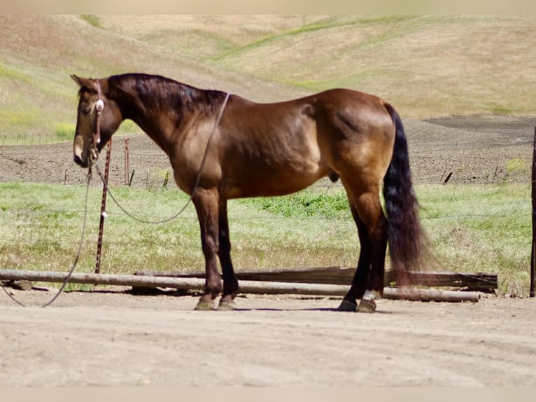 American Quarter Horse Wałach 10 lat 150 cm Jelenia in Tres Pinos