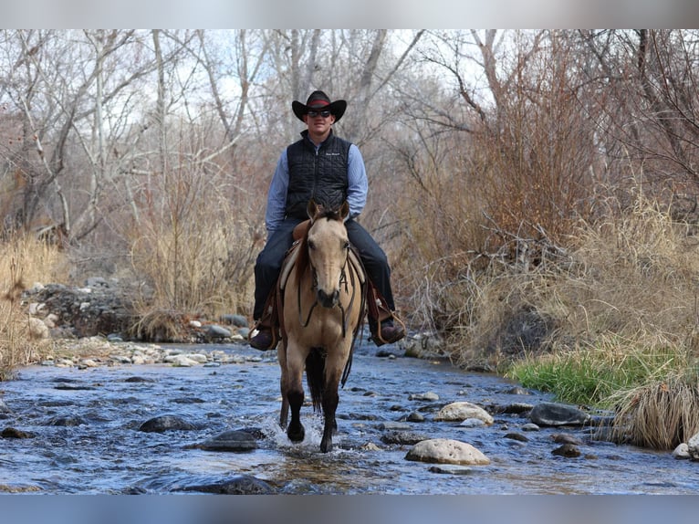 American Quarter Horse Wałach 10 lat 150 cm Jelenia in Camp Verde AZ