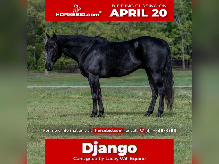 American Quarter Horse Wałach 10 lat 150 cm Kara in Quitman