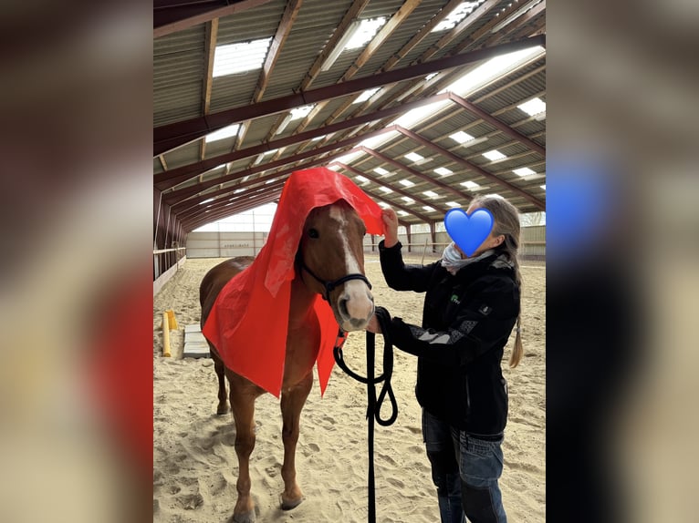 American Quarter Horse Wałach 10 lat 150 cm Rabicano in Grafengehaig
