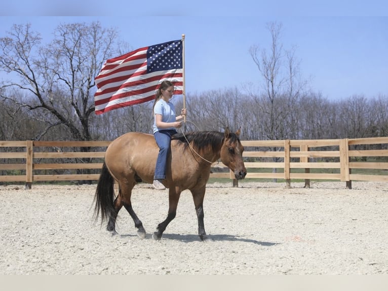 American Quarter Horse Wałach 10 lat 152 cm Bułana in North Bloomfield