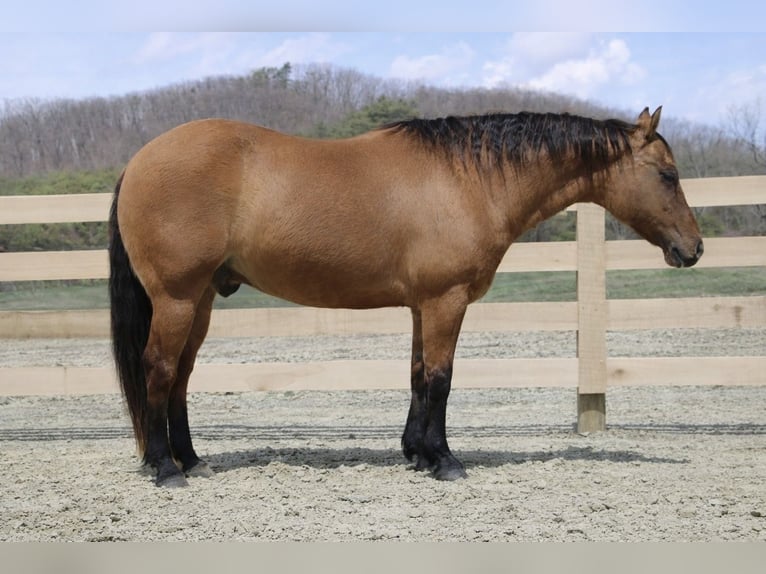 American Quarter Horse Wałach 10 lat 152 cm Bułana in North Bloomfield