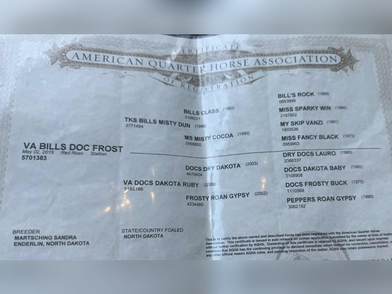 American Quarter Horse Wałach 10 lat 152 cm Bułana in Paicines CA