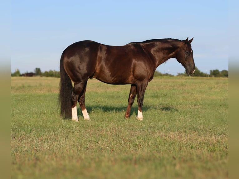 American Quarter Horse Wałach 10 lat 152 cm Ciemnokasztanowata in Mount Vernon