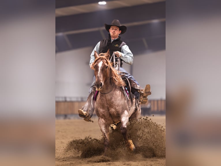 American Quarter Horse Wałach 10 lat 152 cm Ciemnokasztanowata in Canistota