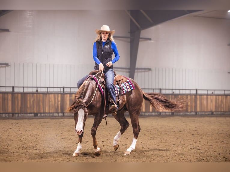 American Quarter Horse Wałach 10 lat 152 cm Ciemnokasztanowata in Canistota