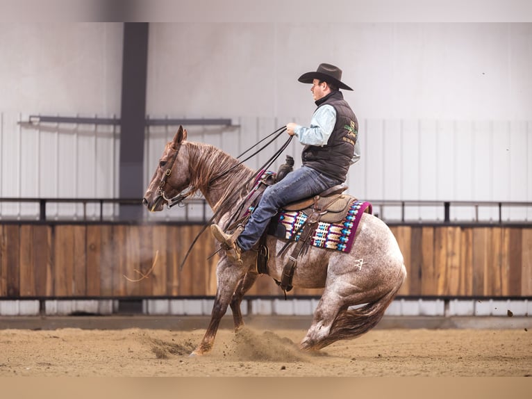 American Quarter Horse Wałach 10 lat 152 cm Ciemnokasztanowata in Canistota