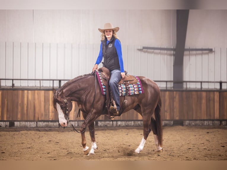 American Quarter Horse Wałach 10 lat 152 cm Ciemnokasztanowata in Canistota
