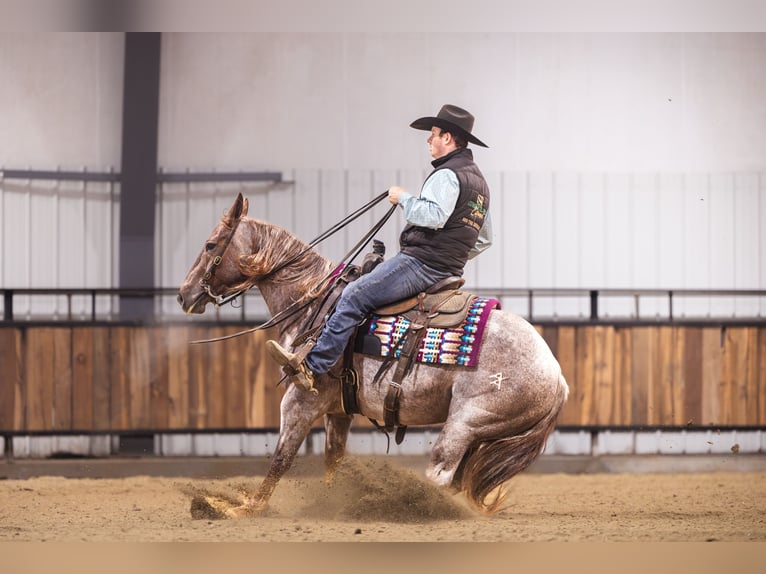 American Quarter Horse Wałach 10 lat 152 cm Ciemnokasztanowata in Canistota