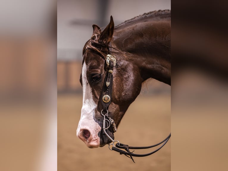 American Quarter Horse Wałach 10 lat 152 cm Ciemnokasztanowata in Canistota