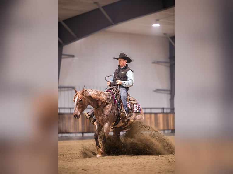 American Quarter Horse Wałach 10 lat 152 cm Ciemnokasztanowata in Canistota