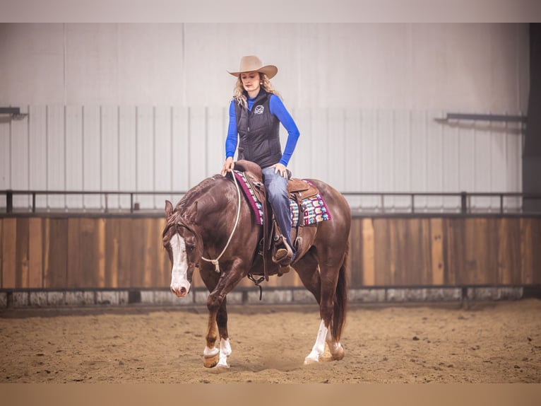 American Quarter Horse Wałach 10 lat 152 cm Ciemnokasztanowata in Canistota