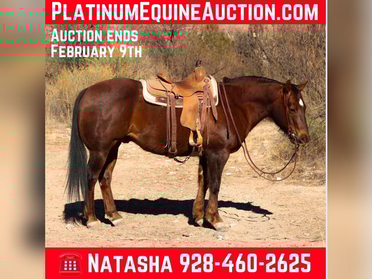 American Quarter Horse Wałach 10 lat 152 cm Ciemnokasztanowata in Camp Verde AZ