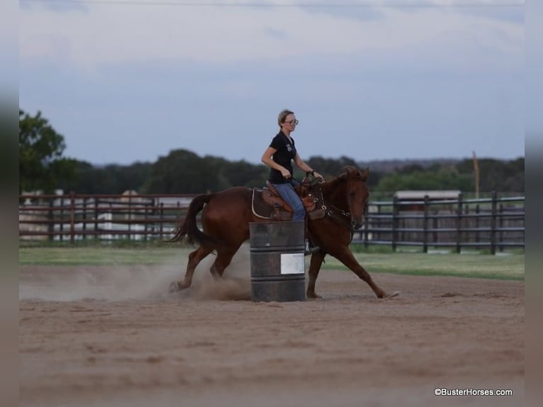 American Quarter Horse Wałach 10 lat 152 cm Ciemnokasztanowata in Weatherford TX