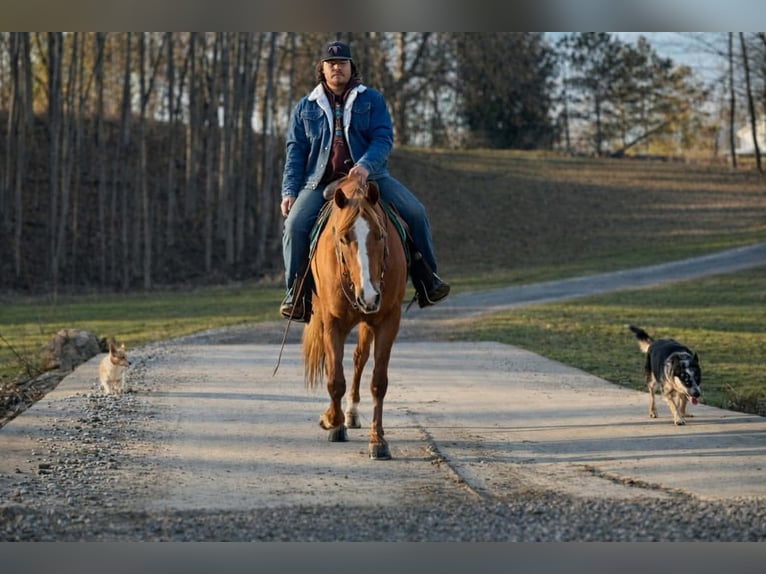 American Quarter Horse Wałach 10 lat 152 cm Cisawa in North Bloomfield