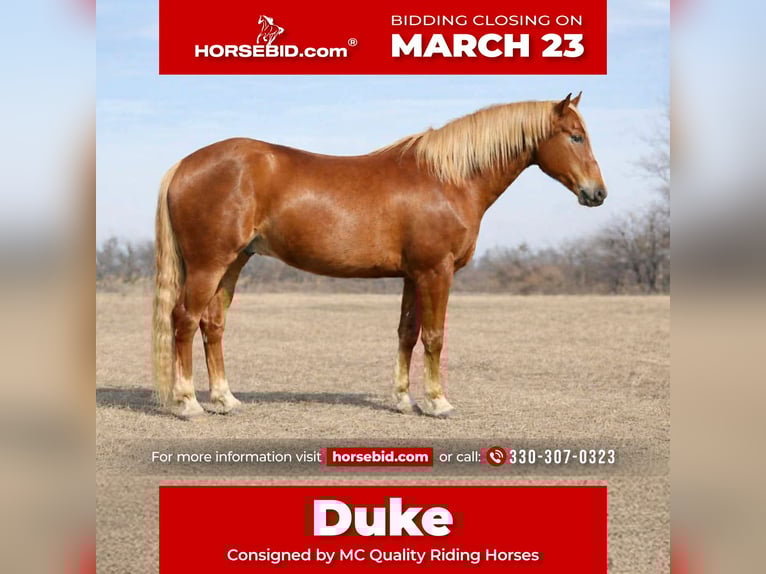 American Quarter Horse Wałach 10 lat 152 cm Cisawa in North Bloomfield