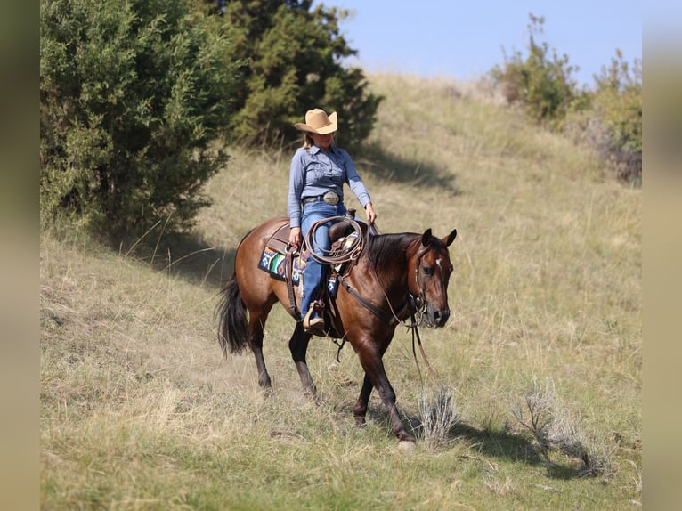 American Quarter Horse Wałach 10 lat 152 cm Gniada in Congress