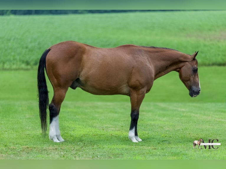 American Quarter Horse Wałach 10 lat 152 cm Gniada in North Bloomfield