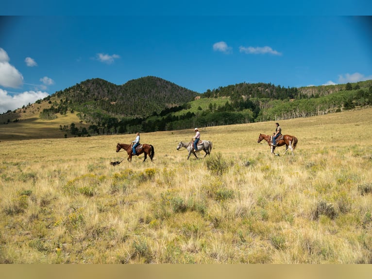 American Quarter Horse Wałach 10 lat 152 cm Gniada in Ocala