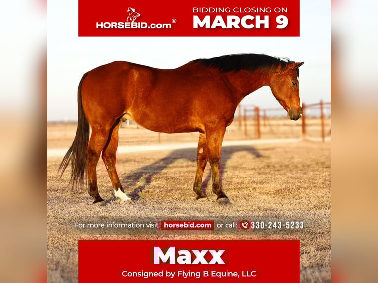 American Quarter Horse Wałach 10 lat 152 cm Gniada in Troy