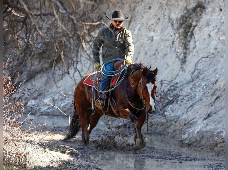 American Quarter Horse Wałach 10 lat 152 cm Gniada in Troy