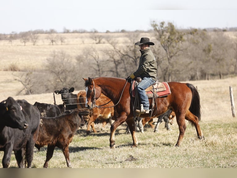American Quarter Horse Wałach 10 lat 152 cm Gniada in Troy