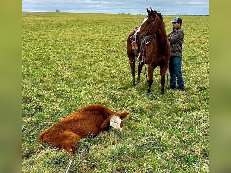 American Quarter Horse Wałach 10 lat 152 cm Gniada in Troy