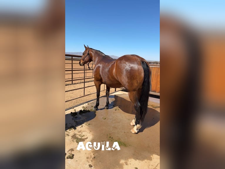 American Quarter Horse Wałach 10 lat 152 cm Gniada in Aguila