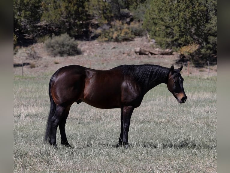 American Quarter Horse Wałach 10 lat 152 cm Gniada in Camp Verde, AZ