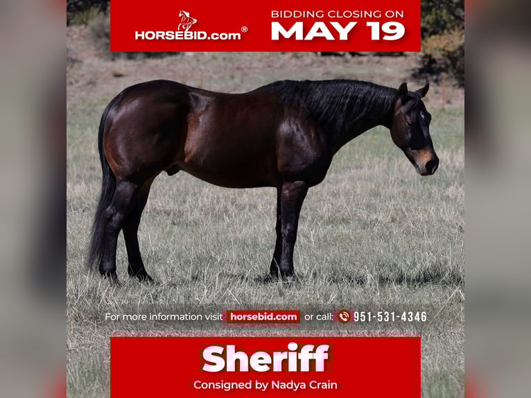 American Quarter Horse Wałach 10 lat 152 cm Gniada in Camp Verde, AZ