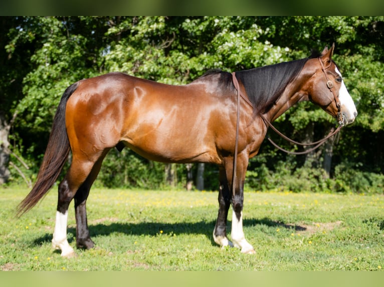 American Quarter Horse Wałach 10 lat 152 cm Gniada in Henderson