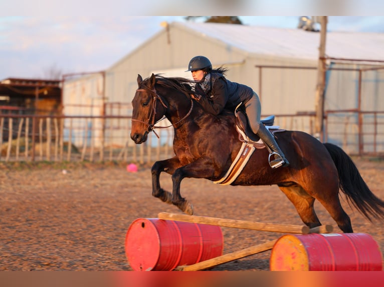 American Quarter Horse Wałach 10 lat 152 cm Gniada in Ripley