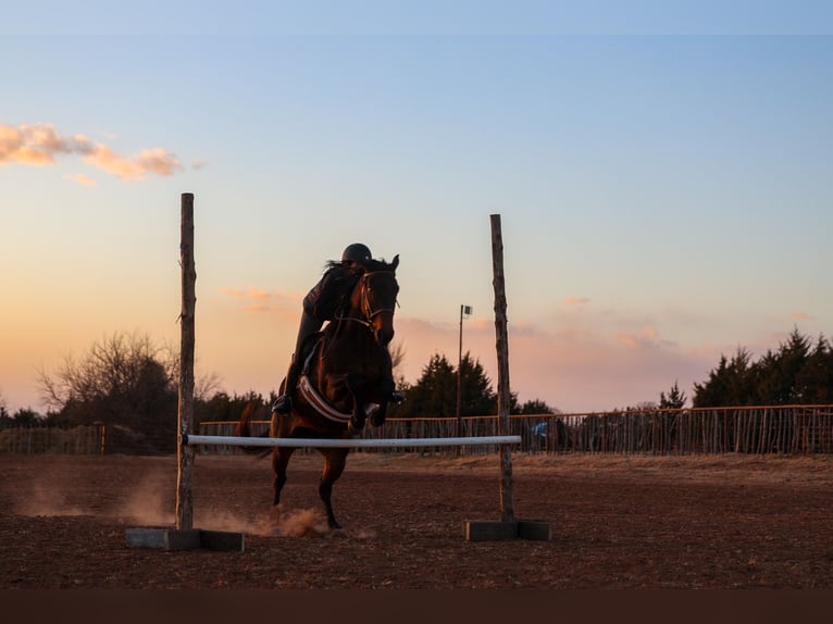 American Quarter Horse Wałach 10 lat 152 cm Gniada in Ripley