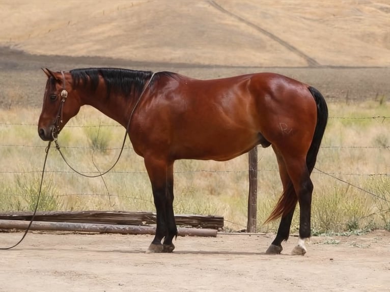 American Quarter Horse Wałach 10 lat 152 cm Gniada in Tres Pinos