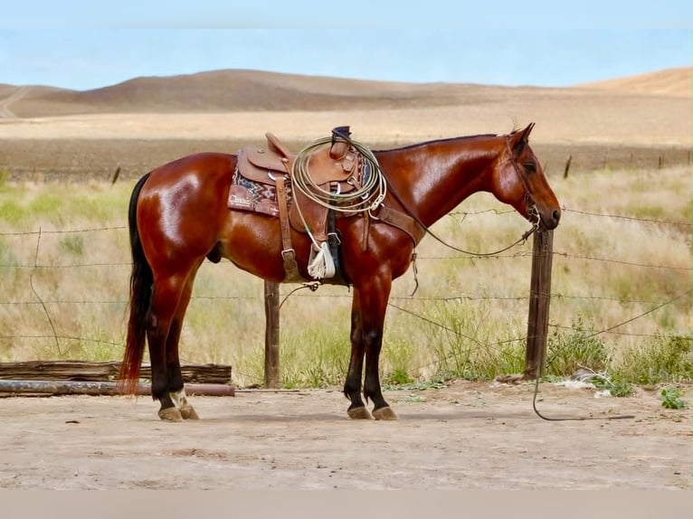 American Quarter Horse Wałach 10 lat 152 cm Gniada in Tres Pinos