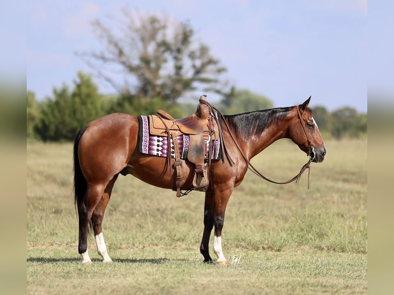 American Quarter Horse Wałach 10 lat 152 cm Gniada in Buffalo, MO