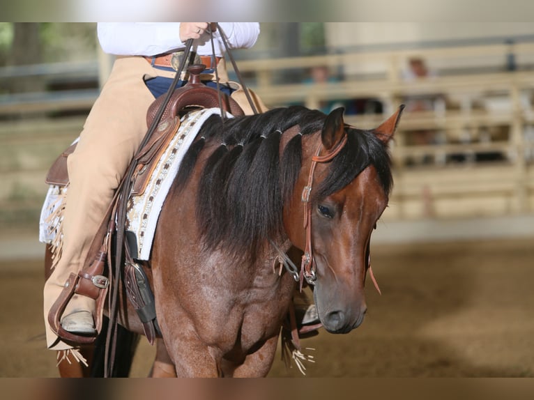 American Quarter Horse Wałach 10 lat 152 cm Gniadodereszowata in Luftenberg