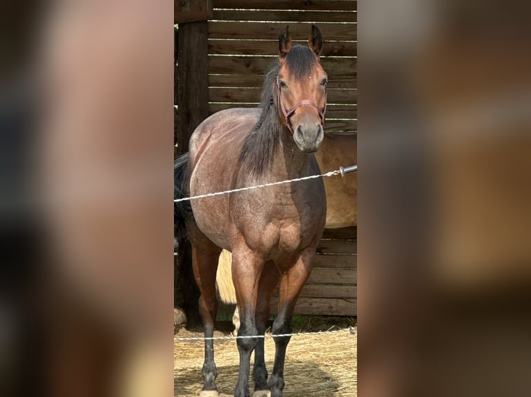 American Quarter Horse Wałach 10 lat 152 cm Gniadodereszowata in Luftenberg