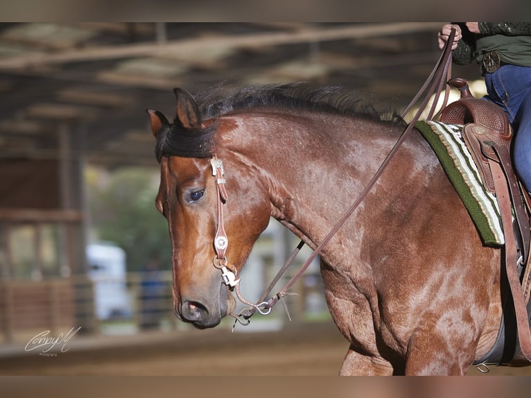 American Quarter Horse Wałach 10 lat 152 cm Gniadodereszowata in Luftenberg