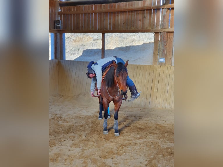 American Quarter Horse Wałach 10 lat 152 cm Gniadodereszowata in Luftenberg