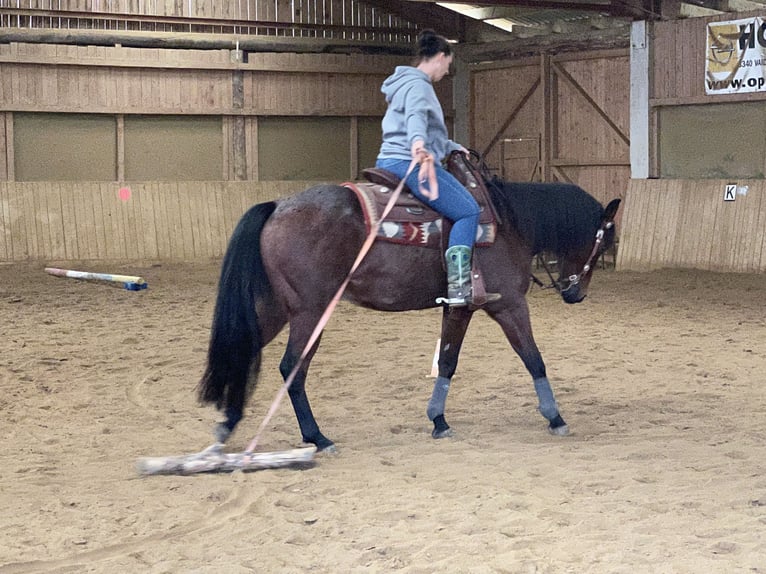 American Quarter Horse Wałach 10 lat 152 cm Gniadodereszowata in Luftenberg