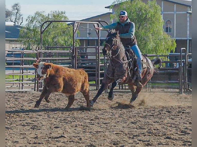 American Quarter Horse Wałach 10 lat 152 cm Gniadodereszowata in Lincoln
