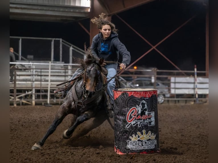 American Quarter Horse Wałach 10 lat 152 cm Gniadodereszowata in Lincoln